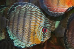 Discus wild tefe' maidera -autore Adriano63