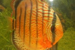 Discus wild - autore Adriano63