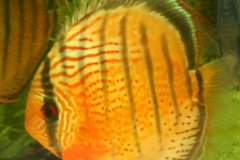 Discus wild - autore Adriano63