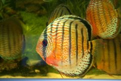 Discus wild - autore Adriano63