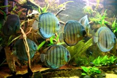 Discus wild - autore Adriano63