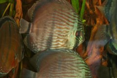 Discus wild - autore Adriano63