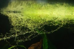 Utricularia gibba - Autore: rargoth