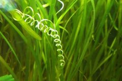 Vallisneria spiralis con fiore - Autore: bexwiller