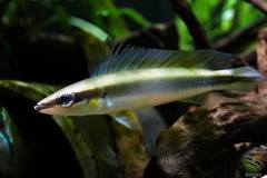 Crenicichla notophthalmus - autore Desmo