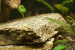 Avannotto Xiphophorus maculatus (Platy) - Autore: BollaPaciuli