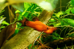 Xiphophorus maculatus (Platy) - Autore: Luca.s