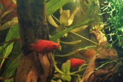 Xiphophorus maculatus (Platy) - Autore: Elisabeth