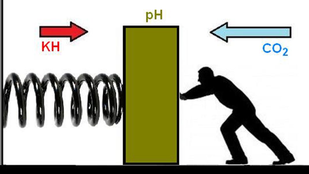 CO2, pH e KH: spiegazione semplice dell'effetto tampone