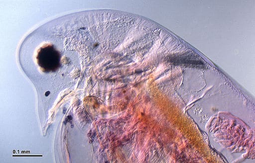 Daphnia