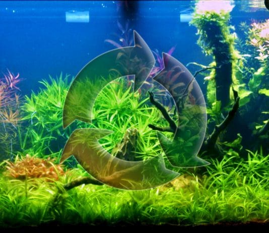 Ciclo dell'azoto in acquario