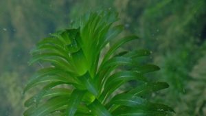 Egeria densa: un regalo della Natura