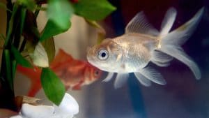 Pesce Rosso ammalato?... Oppure no?