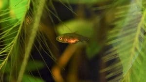 Riproduzione Pesci Rossi in acquario: la mia esperienza