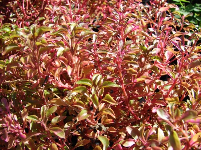 Alternanthera in Natura, in forma emersa