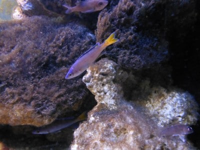 Cyprichromis leptosoma