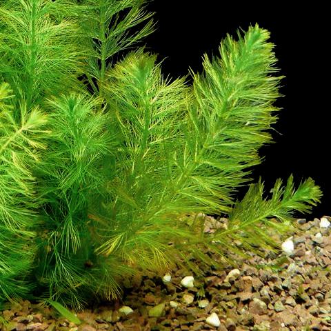 Myriophyllum aquaticum