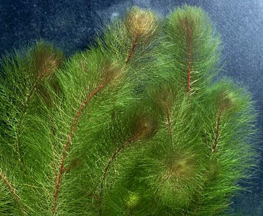 Myriophyllum heterophyllum