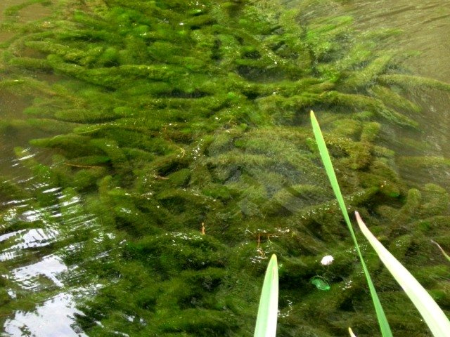 Myriophyllum heterophyllum infestante