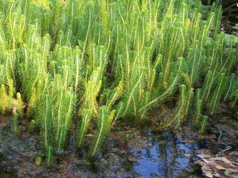 Myriophyllum in natura