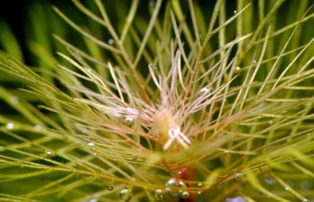 Myriophyllum matogrossense