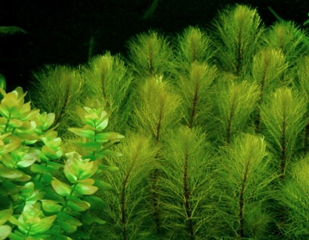 Myriophyllum pinnatum