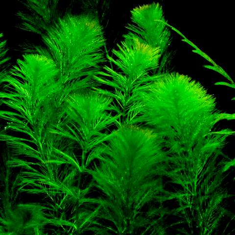 Myriophyllum simulans