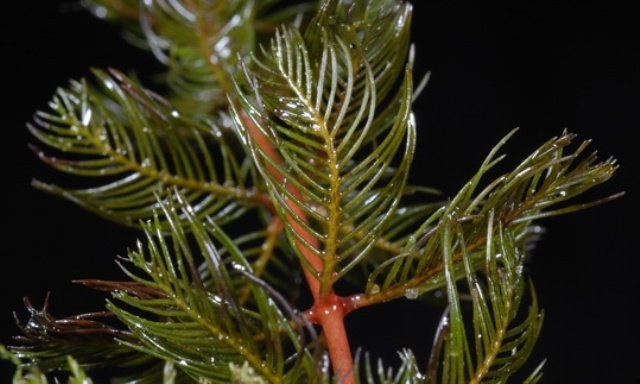 Myriophyllum spicatum