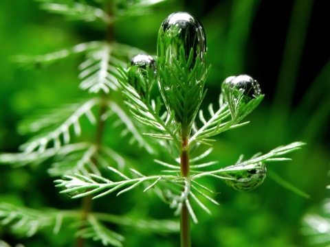 Pearling su Myriophyllum