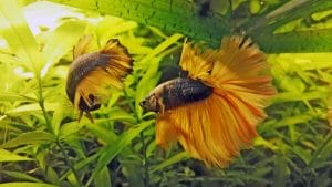 Betta Splendens: allevamento e riproduzione