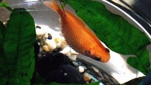 Pesce Rosso con pancia gonfia: Hoferellus carassii