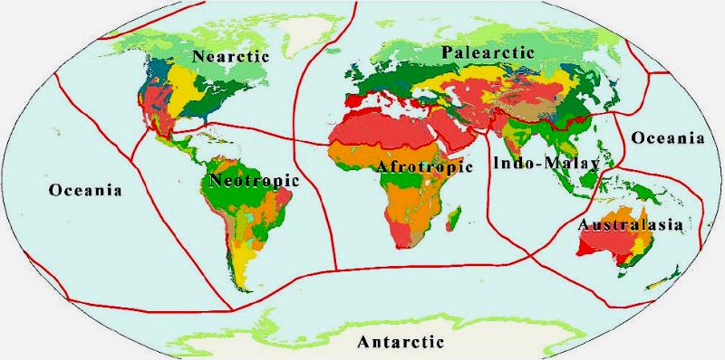 Ecoregioni ed ecozone