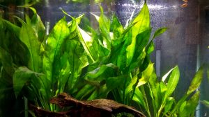 Echinodorus in acquario