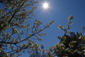 Sole tra gli alberi