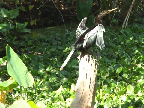 Anhinga