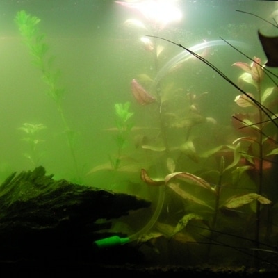 Nebbia batterica in acquario