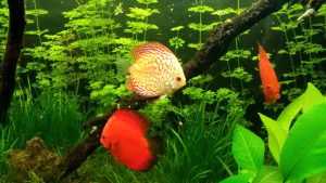 Acquario per discus
