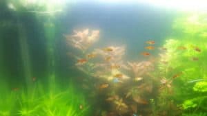 Nebbia batterica in acquario