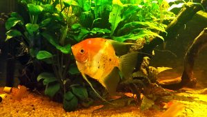 Pterophyllum scalare ragioni di un grande successo