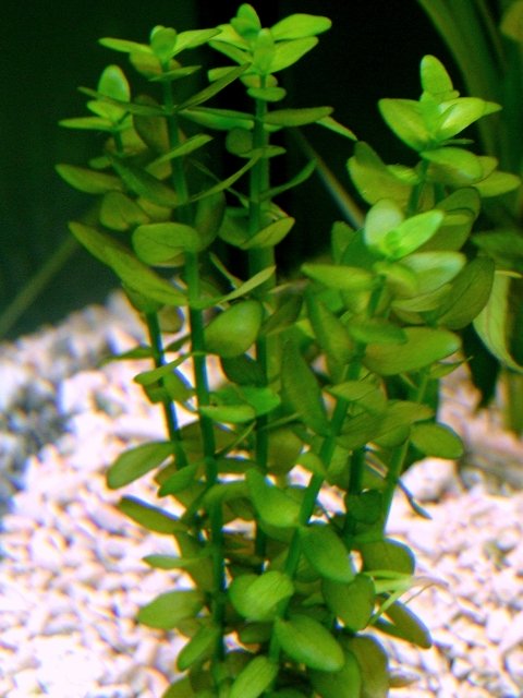 Bacopa australis