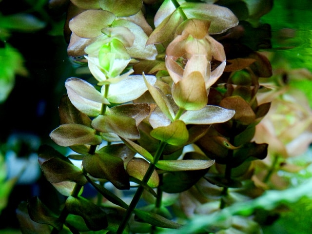 Bacopa caroliniana