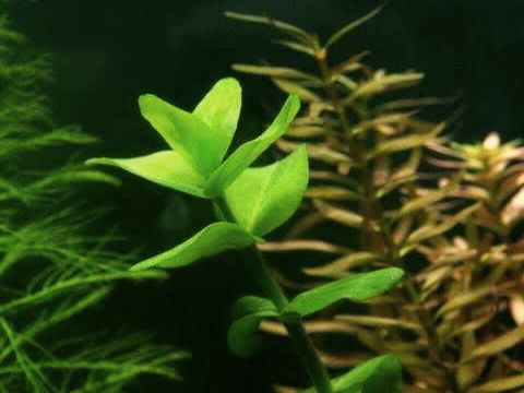 Bacopa crenata