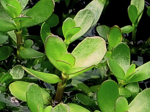 Bacopa crenata