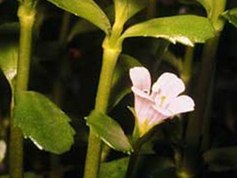 Particolare della Bacopa crenata