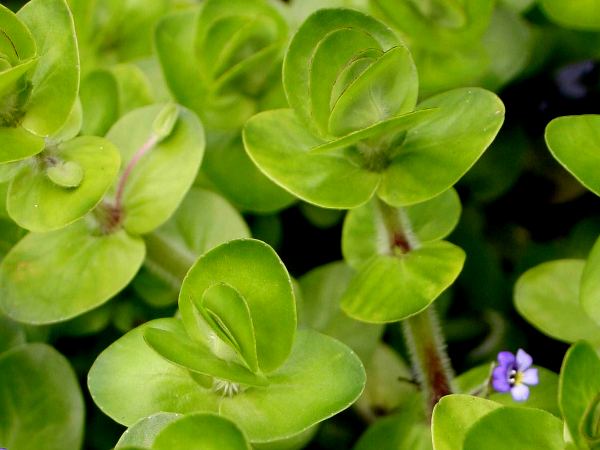 Bacopa lanigera