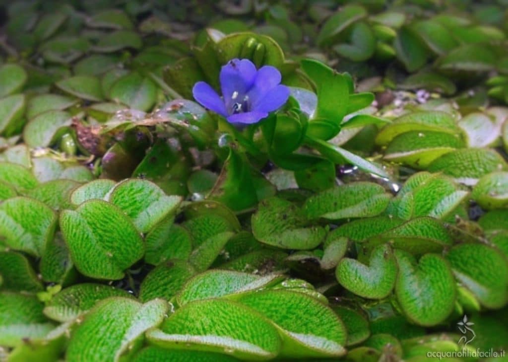 Bacopa caroliniana