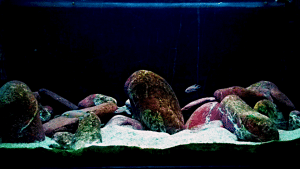 Allestire un acquario per Ciclidi del Tanganica