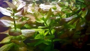 Le Bacopa più diffuse in acquario