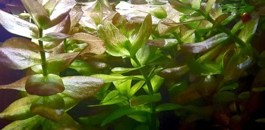 Le Bacopa più diffuse in acquario