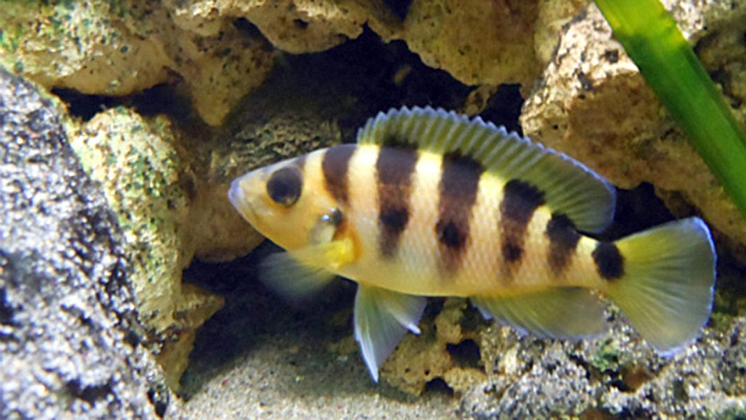 Neolamprologus sexfasciatus